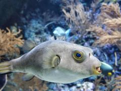 -新加坡海洋生态馆