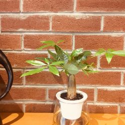 -时尚殿堂·颜SPA