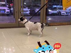 -瑞鹏宠物医院·骨科·猫科·内科(第一中心)