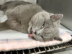 -派特宠物医院(圆融广场店)