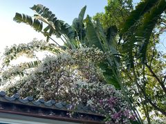 -深圳国际园林花卉博览园