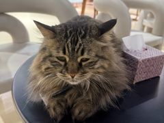 -藏猫猫咖啡主题馆(中央大道店)