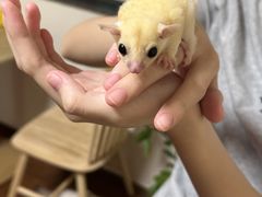 -楼上猫咖(罗湖店)