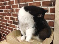 -猫友咖啡店(玉林西路店)