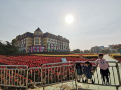 -百万葵园