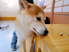 -柴源莊·柴小宠柴犬咖啡