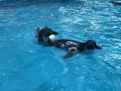 -帝企鹅自助餐厅•儿童岛•真企鹅(长隆企鹅酒店)