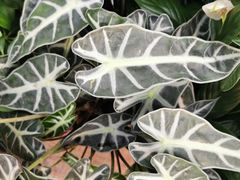 -秦美花卉(天朗·莱茵小城2期店)