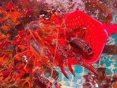 -巽寮印象美食部落餐厅·海鲜·地方特色菜(惠州体验店)