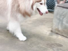 -TrueLove @ Neverland (Husky Cafe)