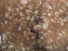 -孟记粥铺·家常菜·烧烤·粥(亚运村店)