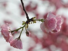 景点-天适樱花悠乐园