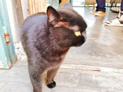 -喵屿·大理花园猫咖