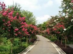 -武汉紫薇都市田园