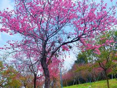 -天适樱花悠乐园