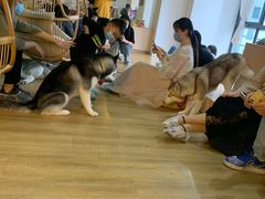 -Husky Go! 哈士奇体验馆·宠物咖啡厅狗咖