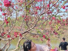 -松山湖梦幻百花洲