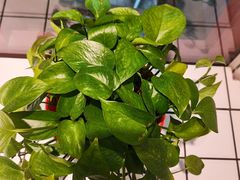 -蛙一刀·麻椒鱼火锅(金仙桥店)