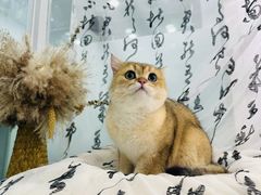 -爱洗澡的猫(望京店)