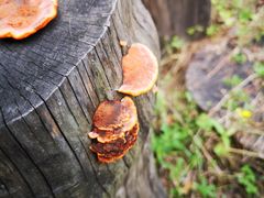 -素山寺森林公园