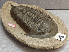 -烟台自然博物馆