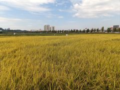 -光明小镇欢乐田园