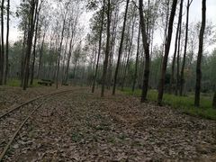 -合肥滨湖国家森林公园