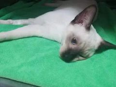 -创凡宠物医院·骨专科  猫科中心(西乡分院)