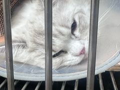 -中农大我爱我爱24h动物医院·中医针灸·猫专科·骨科医疗中心(双井店)