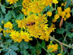 -马克西姆餐厅(崇文门店)