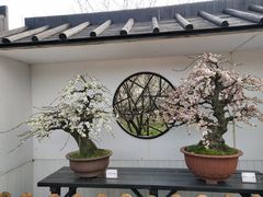 -香雪海