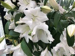 -上海鲜花港