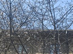 -武汉大学-樱园