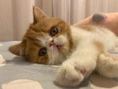 -袖虎·猫馆(体育西路店)