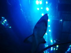 -迪拜水族馆及水下动物园