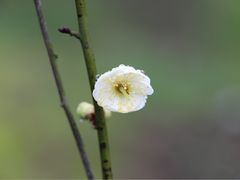 -香雪海