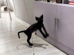 -喵的天空名猫咖啡馆·撸猫·猫舍·用品