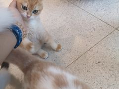 -飞行喵MR PILOT|猫舍·猫咖(静安大融城店)