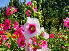 -大兴滨河森林公园