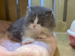 -momokira米努特·德文卷毛猫·棉花面纱犬