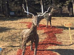 -北京西山国家森林公园