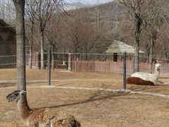 -石家庄市动物园