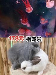 -七巧国萌宠乐园(龙湖天街店)