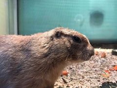 -布鲁豪斯亲子欢乐家庭餐厅