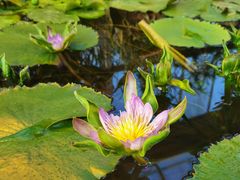 -国家植物园南园