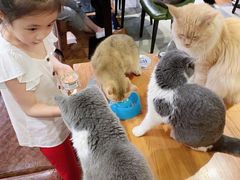 -猫小院猫主题餐厅(三里屯店)