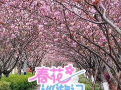 -高东镇樱花园
