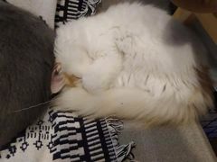 -平行世界·猫咖(首经贸店)