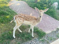 -北京野生动物园