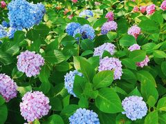 -上海滨江森林公园